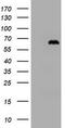 Zinc finger protein with KRAB and SCAN domains 4 antibody, TA800605BM, Origene, Western Blot image 