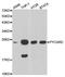 PYD And CARD Domain Containing antibody, MBS127574, MyBioSource, Western Blot image 