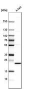 Methionine Sulfoxide Reductase B3 antibody, HPA014432, Atlas Antibodies, Western Blot image 