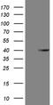 Acidic Nuclear Phosphoprotein 32 Family Member C antibody, MA5-27188, Invitrogen Antibodies, Western Blot image 