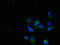 Hepatitis A Virus Cellular Receptor 2 antibody, A52552-100, Epigentek, Immunofluorescence image 
