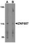 Zinc Finger Protein 687 antibody, PA5-34389, Invitrogen Antibodies, Western Blot image 