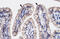 High mobility group protein B3 antibody, 28-348, ProSci, Immunohistochemistry frozen image 