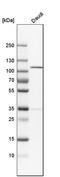 N(Alpha)-Acetyltransferase 15, NatA Auxiliary Subunit antibody, HPA023589, Atlas Antibodies, Western Blot image 