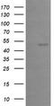Early Growth Response 2 antibody, LS-C174272, Lifespan Biosciences, Western Blot image 