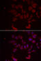60S ribosomal protein L11 antibody, 15-058, ProSci, Immunofluorescence image 
