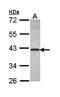 5-Hydroxytryptamine Receptor 4 antibody, orb13228, Biorbyt, Western Blot image 