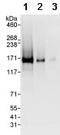 La Ribonucleoprotein Domain Family Member 1 antibody, ab86359, Abcam, Western Blot image 