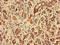 RNA 3'-Terminal Phosphate Cyclase antibody, orb356531, Biorbyt, Immunohistochemistry paraffin image 