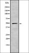 G Protein-Coupled Receptor 33 (Gene/Pseudogene) antibody, orb335614, Biorbyt, Western Blot image 