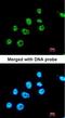 PAX8C antibody, orb73940, Biorbyt, Immunofluorescence image 