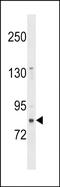 Zinc Finger Protein 853 antibody, PA5-49109, Invitrogen Antibodies, Western Blot image 