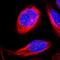 Glutamate Rich 1 antibody, HPA003725, Atlas Antibodies, Immunocytochemistry image 