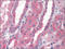 CD184 antibody, AP22560PU-N, Origene, Immunohistochemistry paraffin image 