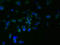 Retention In Endoplasmic Reticulum Sorting Receptor 1 antibody, LS-C376457, Lifespan Biosciences, Immunofluorescence image 