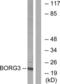 CDC42 Effector Protein 5 antibody, LS-C119826, Lifespan Biosciences, Western Blot image 