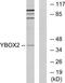 Y-box-binding protein 2 antibody, TA315446, Origene, Western Blot image 