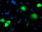 Cytochrome P450 Family 2 Subfamily A Member 6 antibody, M00947-1, Boster Biological Technology, Immunofluorescence image 