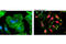 Caspase 3 antibody, 8172S, Cell Signaling Technology, Immunofluorescence image 