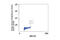 Aurora Kinase A antibody, 2914S, Cell Signaling Technology, Flow Cytometry image 