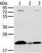 Mimitin, mitochondrial antibody, PA5-50452, Invitrogen Antibodies, Western Blot image 