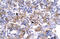 POU Class 1 Homeobox 1 antibody, ARP31419_P050, Aviva Systems Biology, Immunohistochemistry frozen image 