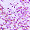 Histone H3 antibody, LS-C356096, Lifespan Biosciences, Immunohistochemistry frozen image 