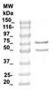PHF-tau antibody, TA354879, Origene, Western Blot image 