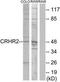 Corticotropin Releasing Hormone Receptor 2 antibody, TA313694, Origene, Western Blot image 