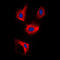Cell Division Cycle Associated 3 antibody, LS-C353574, Lifespan Biosciences, Immunofluorescence image 
