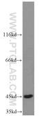 Endoplasmic Reticulum Protein 44 antibody, 16016-1-AP, Proteintech Group, Western Blot image 