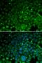 Histone H3 antibody, orb338862, Biorbyt, Immunofluorescence image 