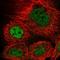 KAT8 Regulatory NSL Complex Subunit 3 antibody, HPA035017, Atlas Antibodies, Immunofluorescence image 
