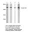 SMAD2 antibody, LS-C175900, Lifespan Biosciences, Western Blot image 