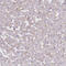 Charged Multivesicular Body Protein 4B antibody, HPA041401, Atlas Antibodies, Immunohistochemistry frozen image 