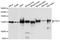 Cadherin 2 antibody, A3045, ABclonal Technology, Western Blot image 