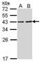 Ribosomal Protein SA antibody, GTX113485, GeneTex, Western Blot image 