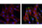 Akt antibody, 4060S, Cell Signaling Technology, Immunofluorescence image 