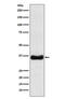 Oligodendrocyte Transcription Factor 1 antibody, M06108, Boster Biological Technology, Western Blot image 