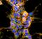 Dibromotyrosine antibody, NBP2-59350, Novus Biologicals, Immunocytochemistry image 