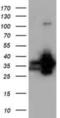 Quinolinate Phosphoribosyltransferase antibody, NBP2-02860, Novus Biologicals, Western Blot image 