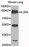 Potassium-transporting ATPase subunit beta antibody, orb373053, Biorbyt, Western Blot image 