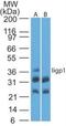 Interferon-inducible GTPase 1 antibody, NBP2-03970, Novus Biologicals, Western Blot image 