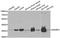 Ankyrin repeat domain-containing protein 1 antibody, orb247295, Biorbyt, Western Blot image 