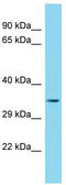 MEDAG antibody, TA333595, Origene, Western Blot image 
