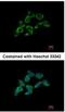 Dimethylarginine Dimethylaminohydrolase 1 antibody, NBP1-31012, Novus Biologicals, Immunocytochemistry image 