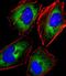 Killer Cell Lectin Like Receptor C1 antibody, A04175-2, Boster Biological Technology, Immunofluorescence image 