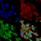 DLG3 antibody, SMC-134D-FITC, StressMarq, Immunocytochemistry image 