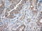 Golgi reassembly-stacking protein 1 antibody, LS-C115344, Lifespan Biosciences, Immunohistochemistry frozen image 
