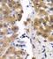 SCP 2 antibody, FNab07652, FineTest, Immunohistochemistry frozen image 